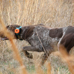 Meet your Posher, Micah